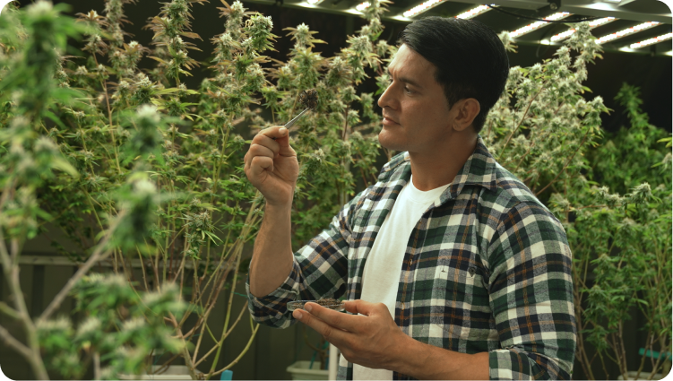 Marijuana Production